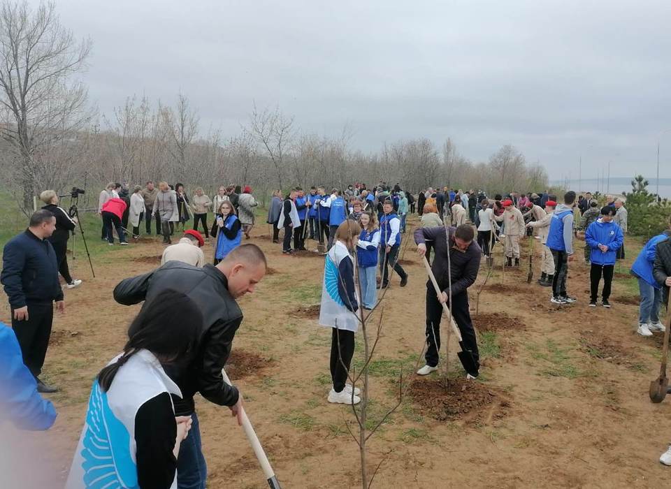 В Волгоградской области в рамках акции «Сад памяти» высадили более 400 тыс. деревьев